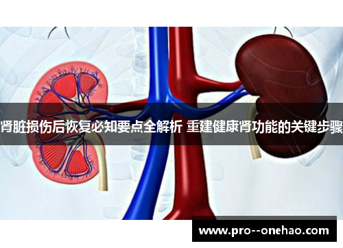 肾脏损伤后恢复必知要点全解析 重建健康肾功能的关键步骤 肾脏损伤后恢复必知要点全解析 重建健康肾功能的关键步骤